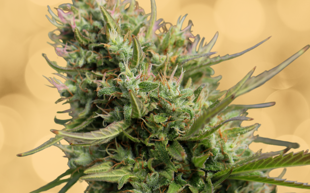 Sour Diesel Strain: The Complete Guide